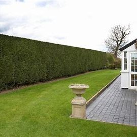 hedge cutting near me hedge trimming service hedge trimming clanfeild